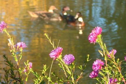 Wohnung Wolnzach - 2 Zimmer, 82 m&sup2;, 950&euro; | Angebot:26302589