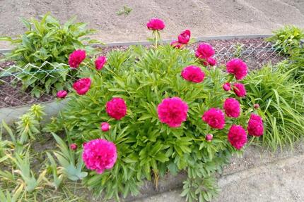 Grundstück Berlin Spandau - 4.500&euro; | Angebot:25601036