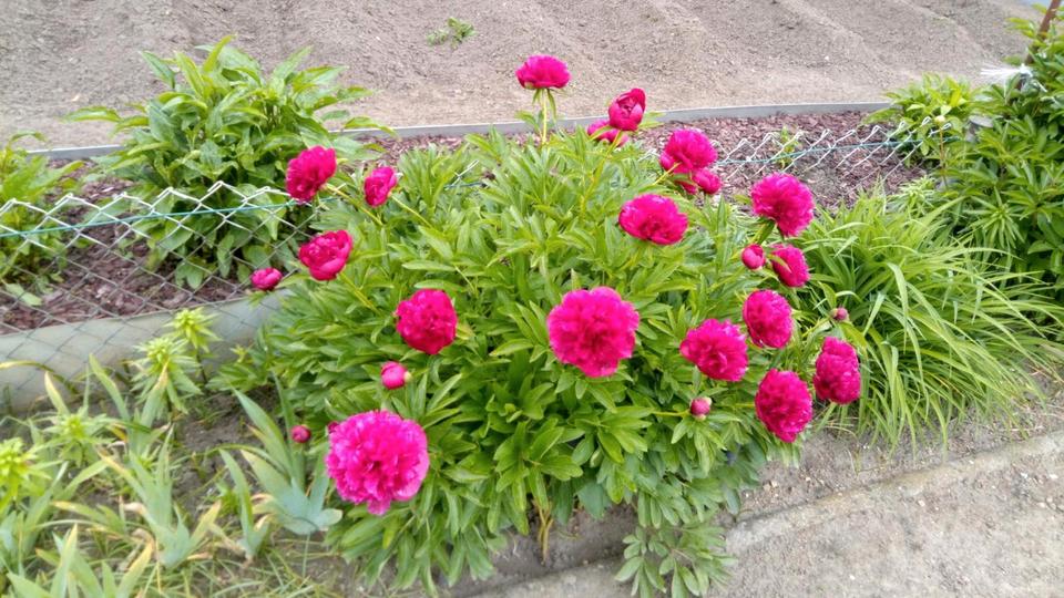 Grundstück Berlin Spandau - 4.500&euro; | Angebot:25601036