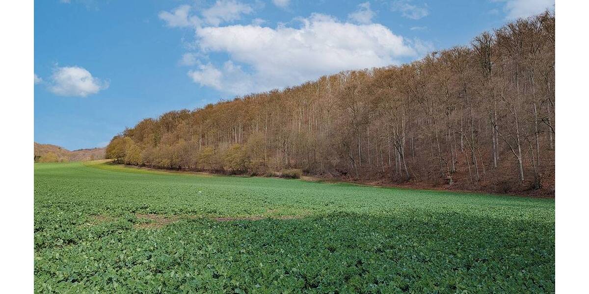 Grundstück Einbeck Orxhausen - 49.000&euro; | Angebot:26246310