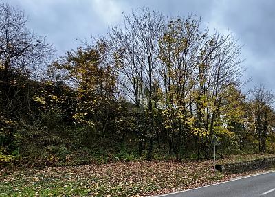 531QM EXKLUSIVES MOSELGOLDSTÜCK IN BESTLAGE - Grundstück Bullay | Angebot:25708649