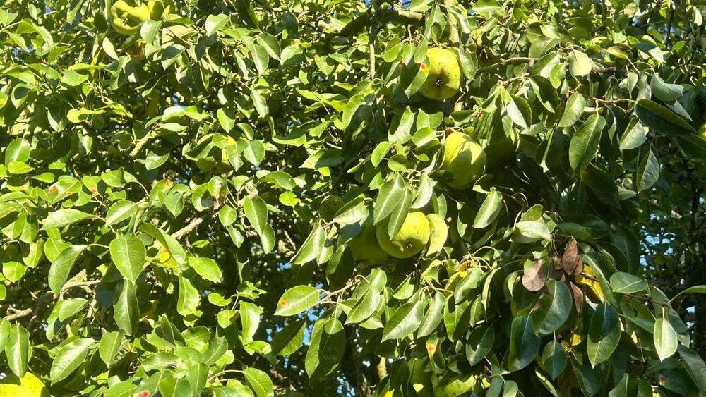 Grundstück Hennickendorf Hennickendorf - 130.000&euro; | Angebot:25797290