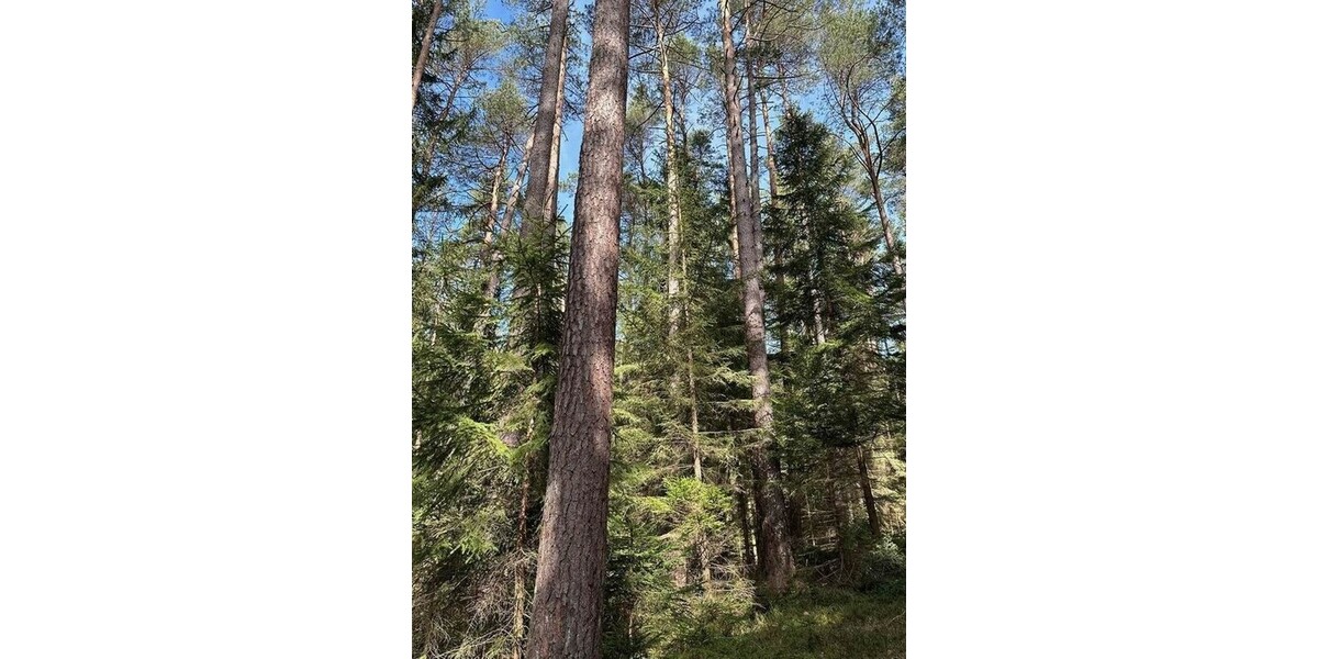 Gepflegtes Waldgrundstück in Reichertshausen - Grundstück Reichertshausen | Angebot:24274580