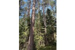 Gepflegtes Waldgrundstück in Reichertshausen - Grundstück Reichertshausen | Angebot:24274580