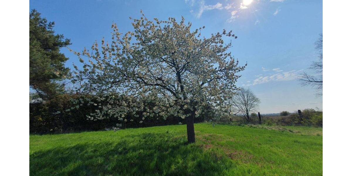 Einfamilienhaus Belgern-Schildau Schildau - 5 Zimmer, 110 m&sup2;, 70.000&euro; | Angebot:26318978