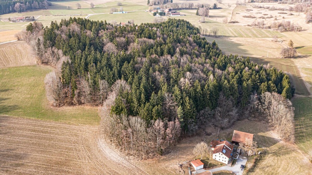 Lebensraum Wald: Fichte, Buche und Lärche in Generationen gewachsen - Grundstück Waldmünchen / Untergrafenried Untergrafenried | Angebot:26531345