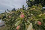 Grundstück Hohenstein-Ernstthal Ernstthal - 3.000&euro; | Angebot:23279495