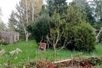 Einfamilienhaus Görlitz - 14 Zimmer, 150 m&sup2;, 150.000&euro; | Angebot:25961760