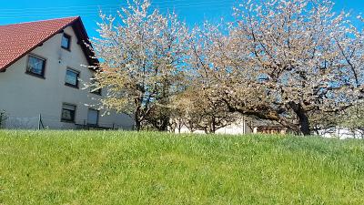 STADTNAHES WOHNGRUNDSTÜCK EFH O. MFH - Grundstück Schömberg | Angebot:26326777