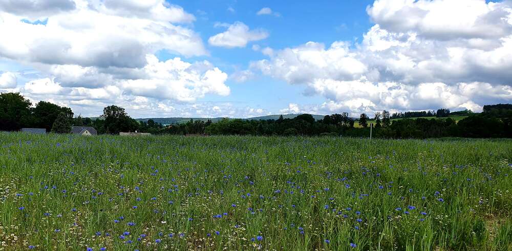 Grundstück zu verkaufen in AuerbachVogtland 94.080 € 672 m² zimmer