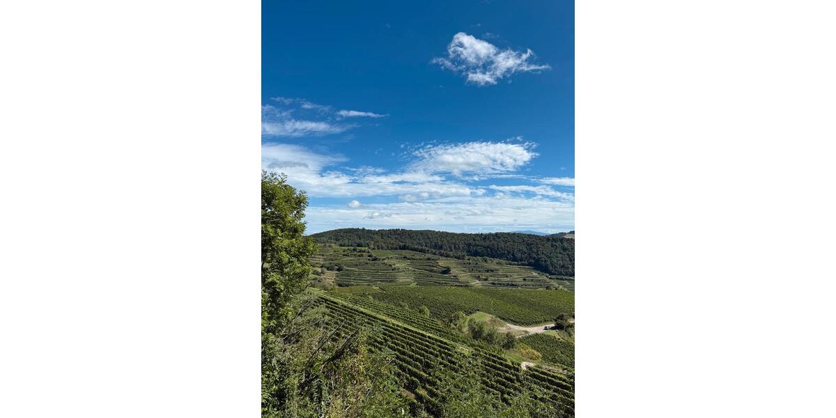 Etagenwohnung Endingen am Kaiserstuhl - 2 Zimmer, 55 m&sup2;, 1.000&euro; | Angebot:25226769