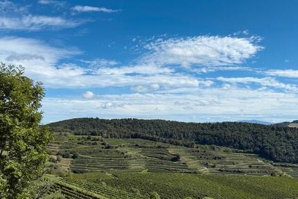 Wohnung Endingen am Kaiserstuhl - 2 Zimmer, 55 m&sup2;, 1.000&euro; | Angebot:25226769