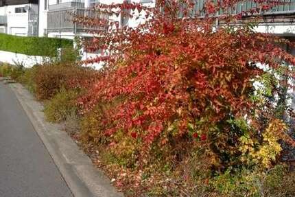 Wohnung zum Kaufen in Würzburg-Pfaffenberg 185.000 € 59 m² 2 zimmer