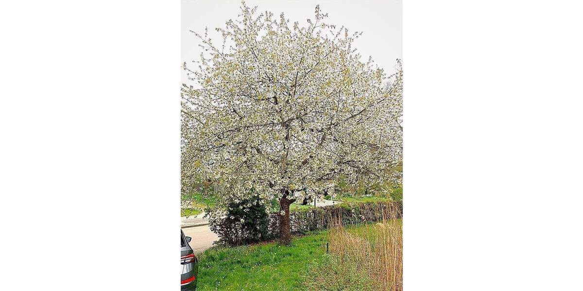 Mehrfamilienhaus, Wohnhaus Ellwangen (Jagst) Neunheim - 1 Zimmer, 259 m&sup2;, 693.500&euro; | Angebot:26344032