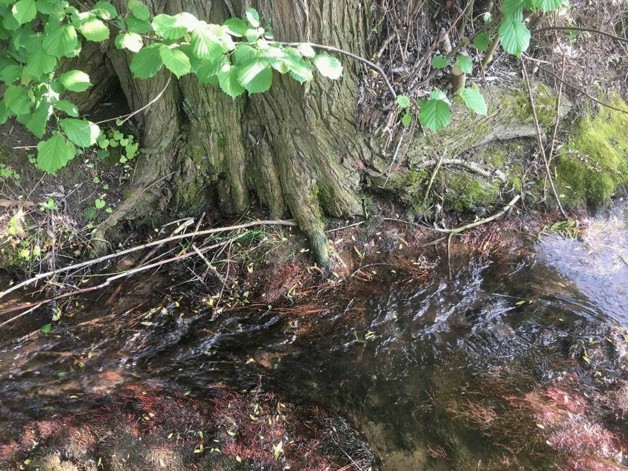 Weiher Wald oder Ausgleichsfläche - Grundstück Winden a. Aign Winden am Aign | Angebot:24330293