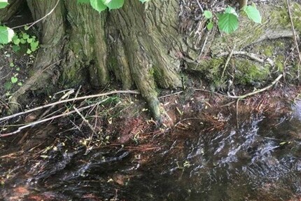 Weiher Wald oder Ausgleichsfläche zimmer
