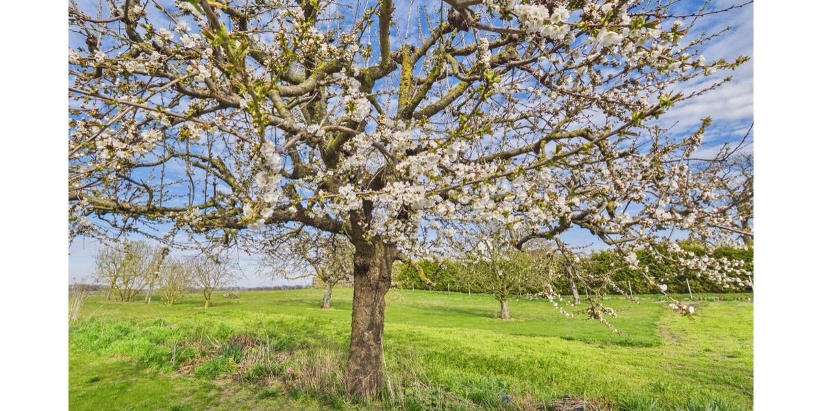 Doppelhaus in Arensdorf mit zusätzlichem Bauland und freiem Blick ins Grüne - Doppelhaushälfte Steinhöfel | Angebot:26394981