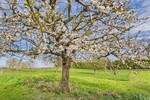 Doppelhaus in Arensdorf mit zusätzlichem Bauland und freiem Blick ins Grüne - Doppelhaushälfte Steinhöfel | Angebot:26394981