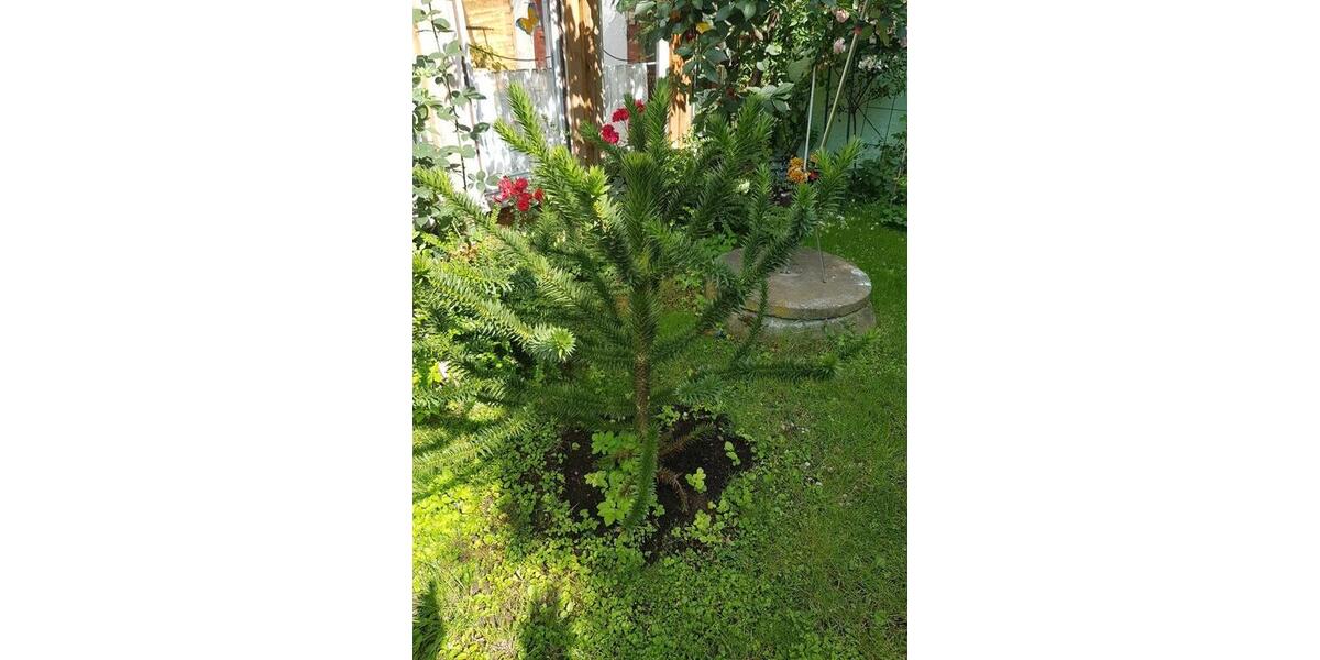 Reihenhaus Roßleben-Wiehe Wiehe - 3.5 Zimmer, 120 m&sup2;, 39.000&euro; | Angebot:26867253