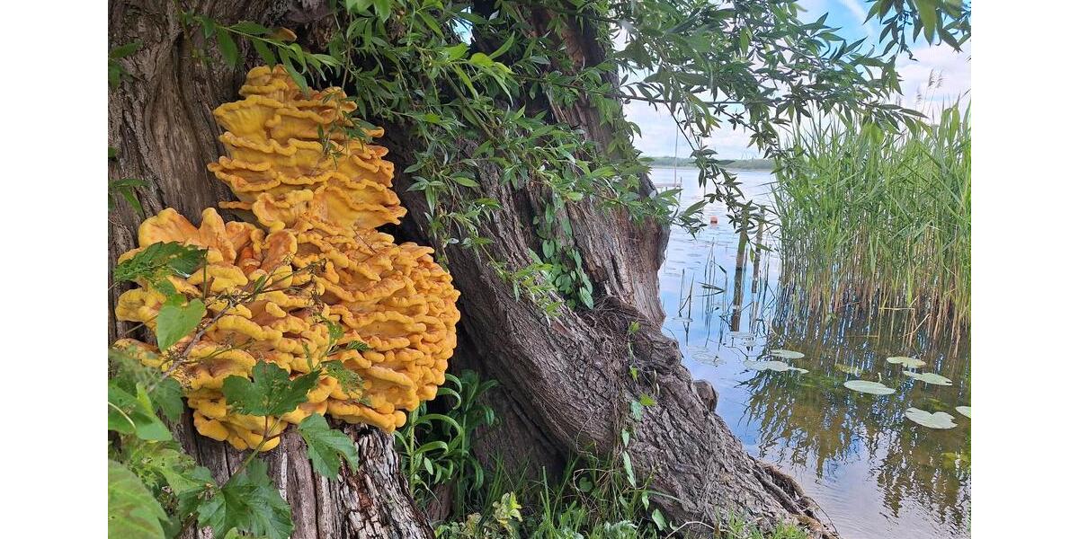 Bungalow Teterow - 2 Zimmer, 28 m&sup2;, 49.000&euro; | Angebot:25417633