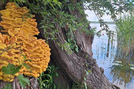 Haus Teterow - 2 Zimmer, 28 m&sup2;, 49.000&euro; | Angebot:25417633