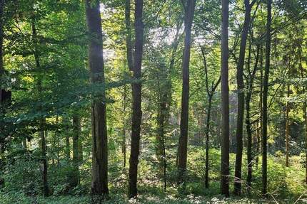 Älterer Laub-Mischwald I ökologisch & klimastabil I sehr gute Erschließung zimmer