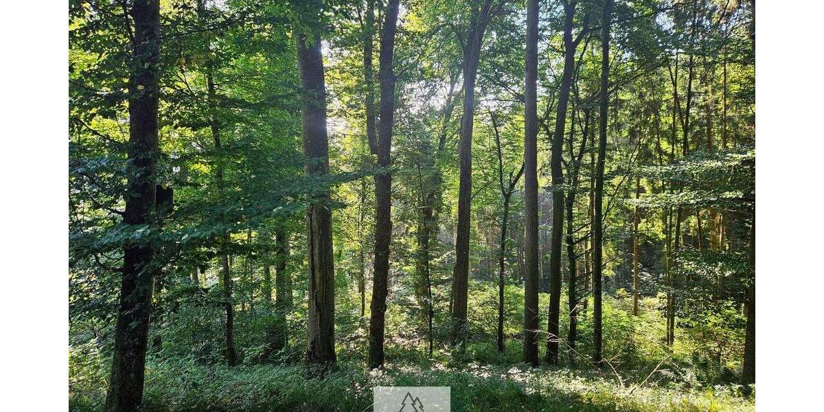 Älterer Laub-Mischwald I ökologisch & klimastabil I sehr gute Erschließung zimmer