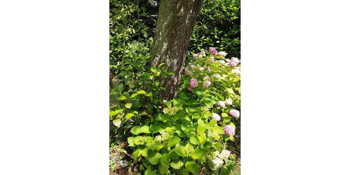 Mehrfamilienhaus, Wohnhaus Rostock - 850.000&euro; | Angebot:25278398