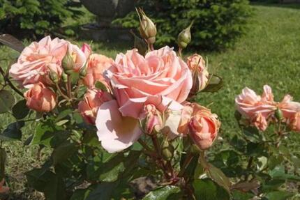 3-Zi Wohnung in Bienenbüttel 3 zimmer