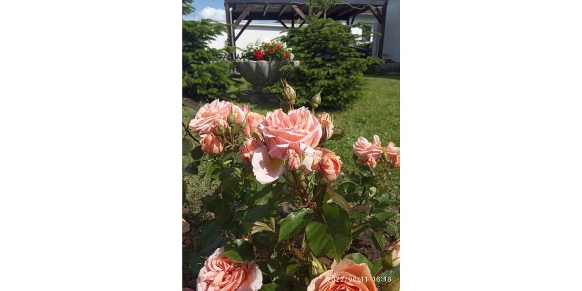 3-Zi Wohnung in Bienenbüttel 3 zimmer