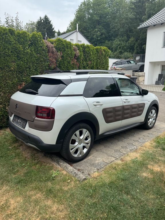 C4 Cactus