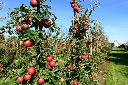 Grundstück Jork - 195.000&euro; | Angebot:25194154