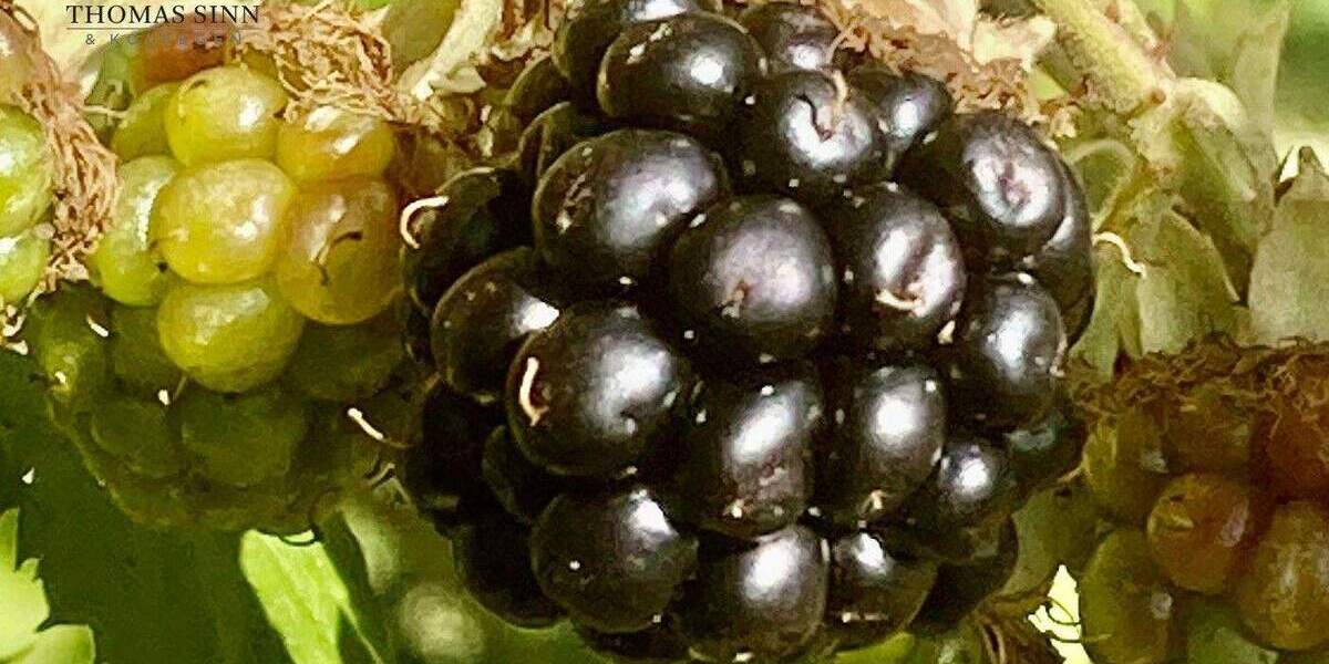 Sanierungsbedürftiges Weinbauernidyl mit Scheune sucht Dorfliebhaber 6 zimmer