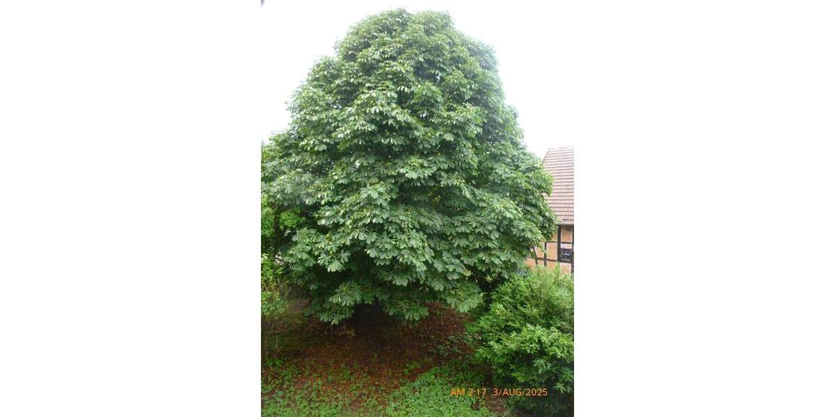 Bauernhaus, Landhaus Erbenhausen Schafhausen - 8 Zimmer, 218 m&sup2;, 86.000&euro; | Angebot:25796111