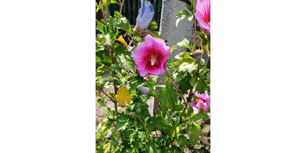 Grundstück Borsdorf - 800&euro; | Angebot:24568323