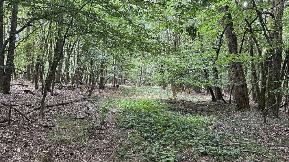 Grundstück in Schwandorf Ettmannsdorf 563.000 € 187942 m² zimmer