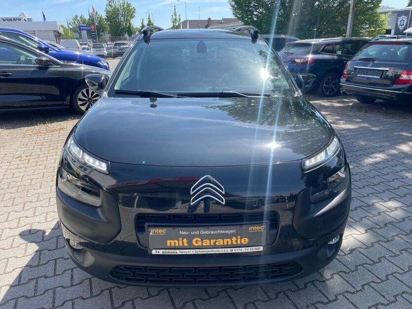 C4 Cactus