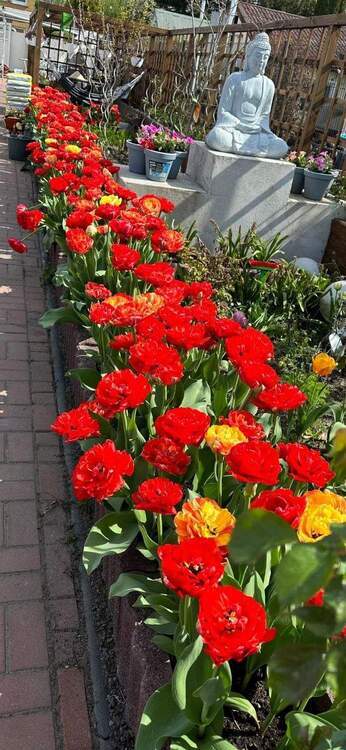 5 Zimmer Haus in Blankenburg mit wunderschönem Garten 5 zimmer