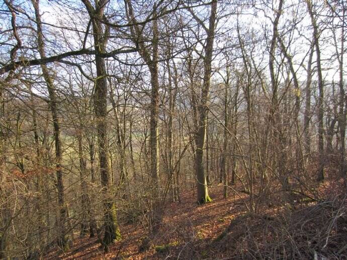 Grundstück Widdern - 25.000&euro; | Angebot:25700084