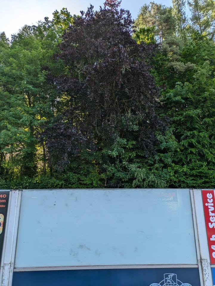 Werbefläche an Tankstelle Alte Hütte zu vermieten