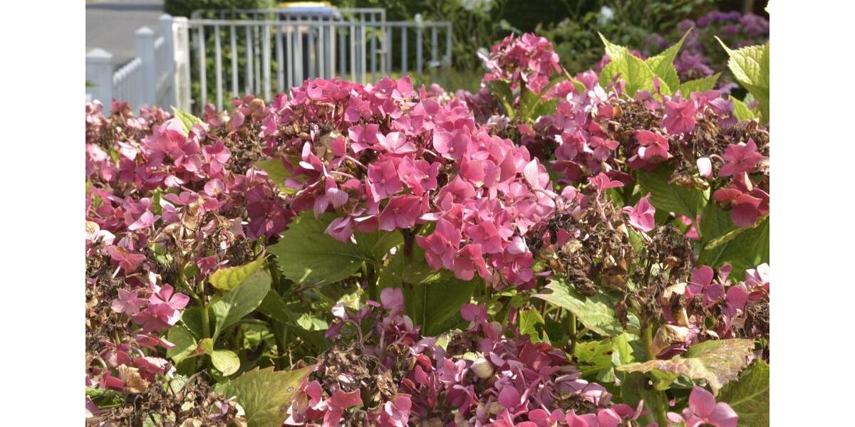 Mehrfamilienhaus, Wohnhaus Koblenz Karthause - 6 Zimmer, 140 m&sup2;, 360.000&euro; | Angebot:25292115