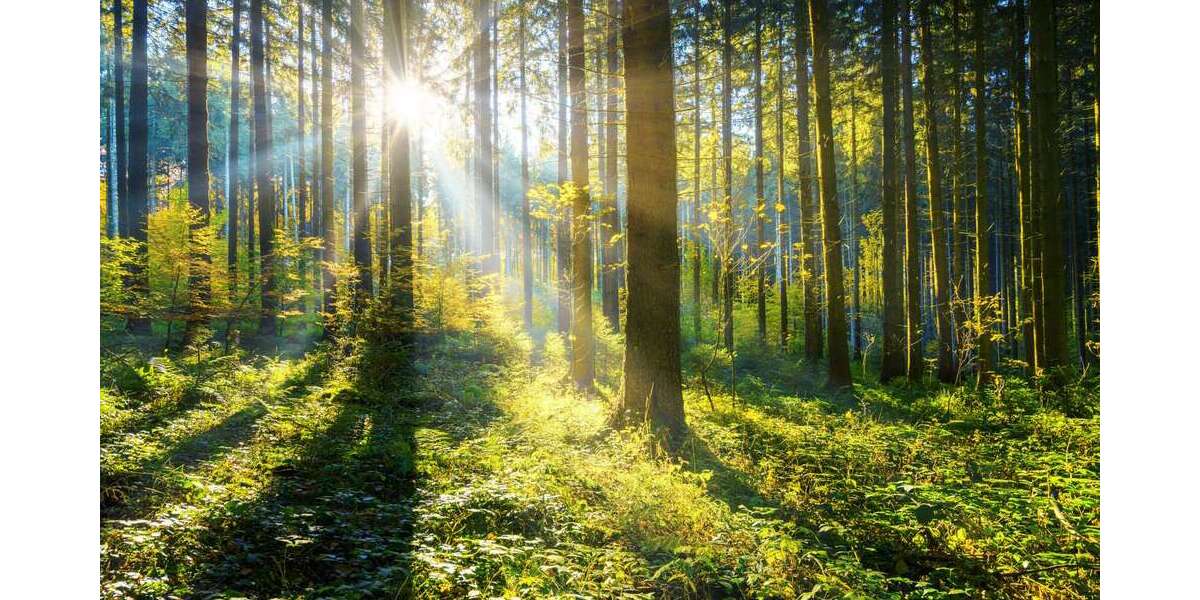 Grundstück Pentling / Matting Matting - 35.000&euro; | Angebot:19583953