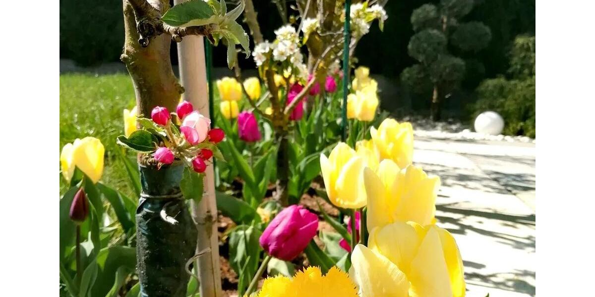 Modernes Wohnen mit Stil & Komfort: Stadtvilla mit Sauna & Garten 7.5 zimmer