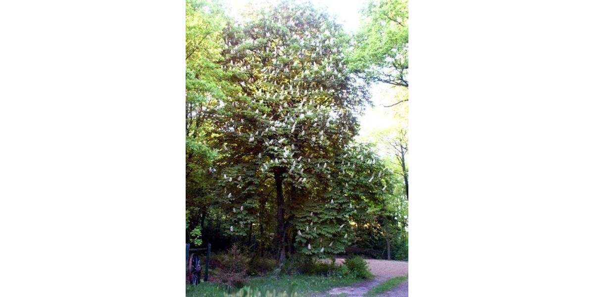 Etagenwohnung Schneverdingen Wintermoor an der Chaussee - 2 Zimmer, 82 m&sup2;, 820&euro; | Angebot:24835487