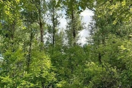 Grundstück Weißenborn - 24.280&euro; | Angebot:9488676