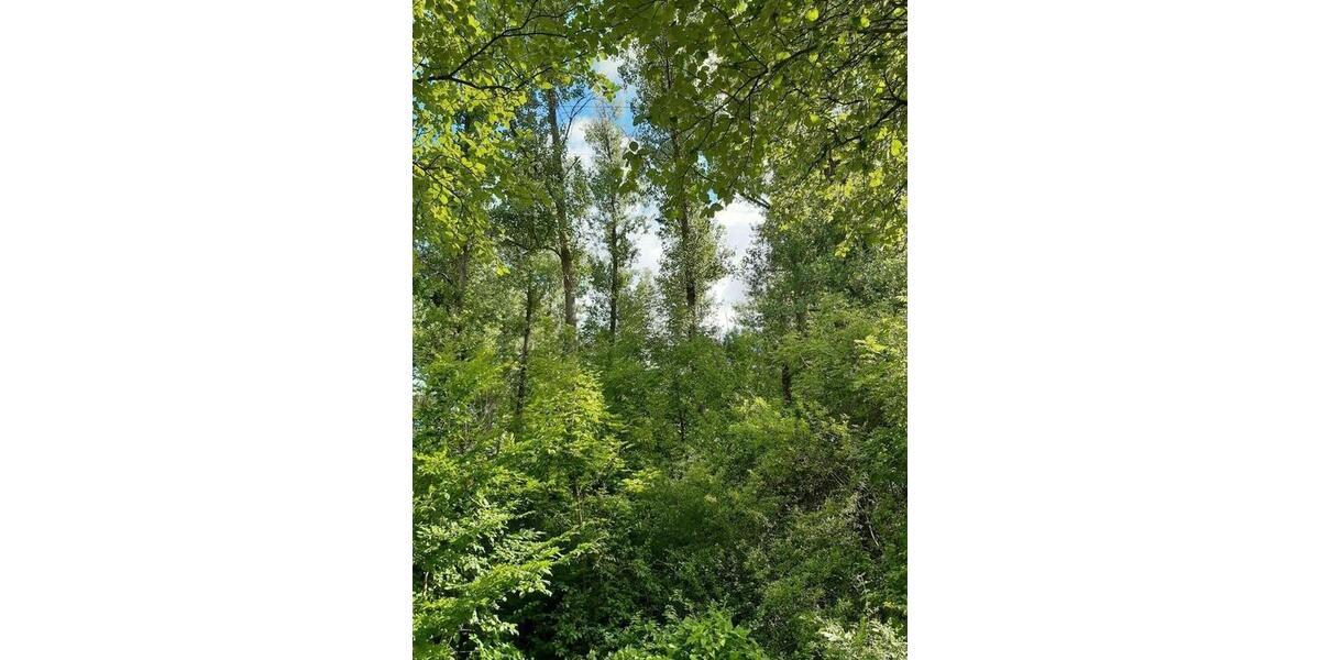 Grundstück Weißenborn - 24.280&euro; | Angebot:9488676