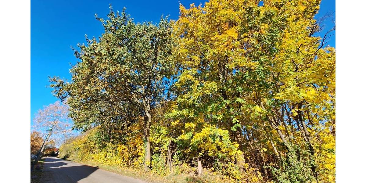 Grundstück Rietz-Neuendorf / Pfaffendorf Pfaffendorf - 75.400&euro; | Angebot:24025574