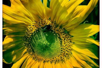 Haus Dülmen - 10 Zimmer, 240 m&sup2;, 523.000&euro; | Angebot:25647825