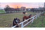 Mehrfamilienhaus, Wohnhaus Hohenhameln - 15 Zimmer, 450 m&sup2;, 1.300.000&euro; | Angebot:26409955