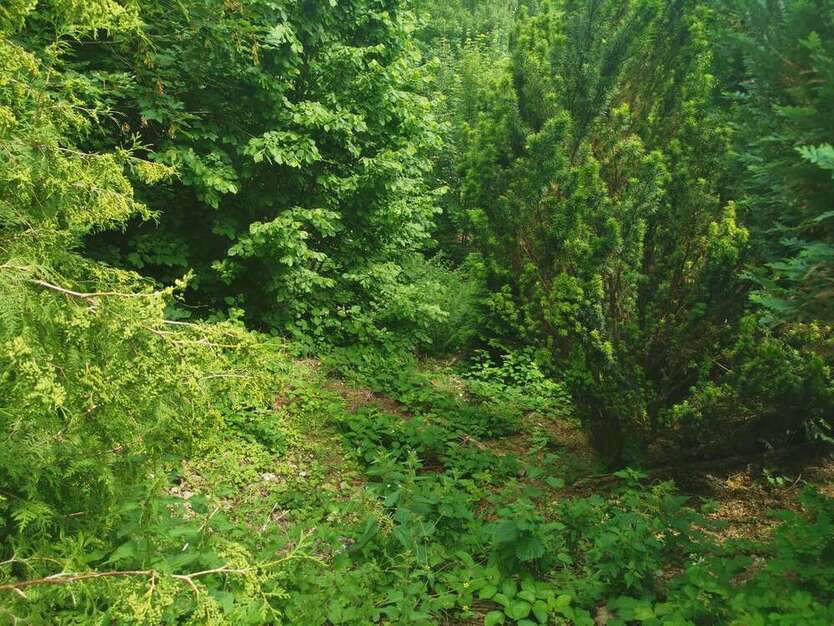 Grundstück zu verkaufen in Walkenried 24.000 € 1099 m²